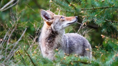 Owl, coyote and Stellers Jay